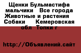 Щенки Бульмастифа мальчики - Все города Животные и растения » Собаки   . Кемеровская обл.,Топки г.